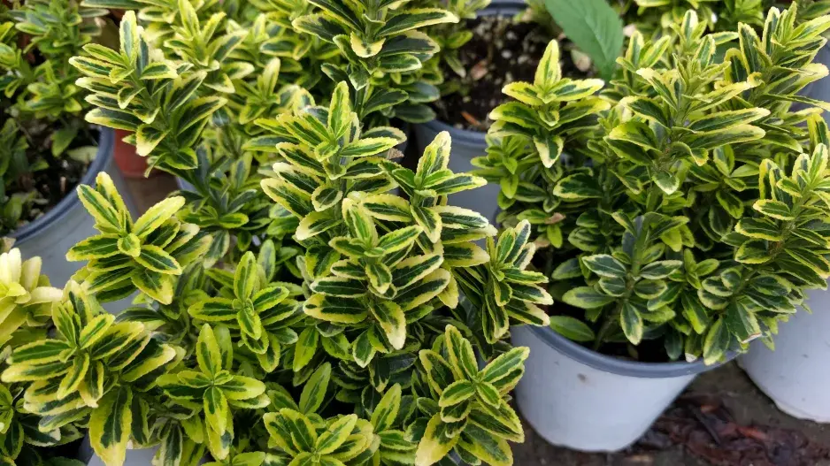 brslen japonský brslen japonský