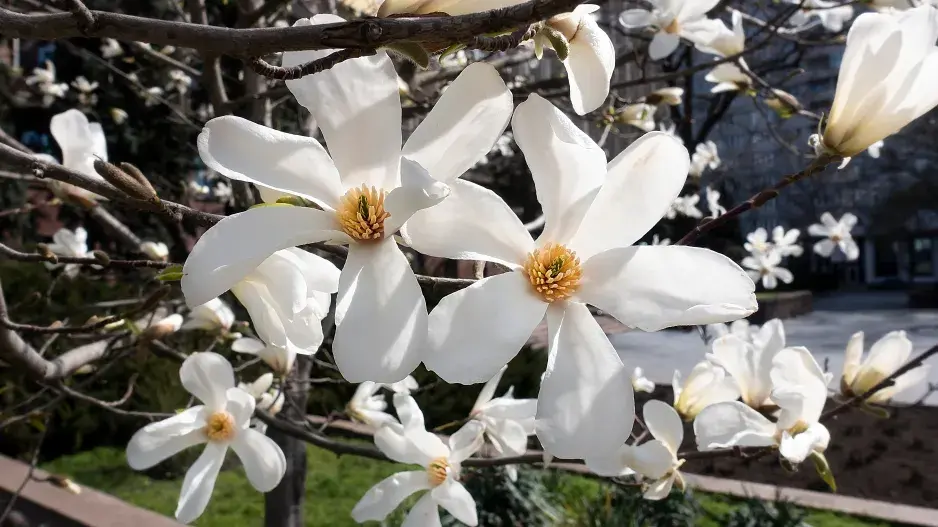 magnolie hvězdovitá magnolie hvězdovitá