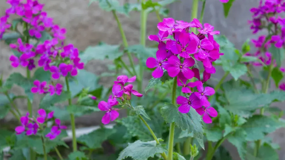 měsíčnice roční