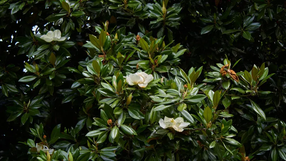 magnolie velkokvětá magnolie velkokvětá