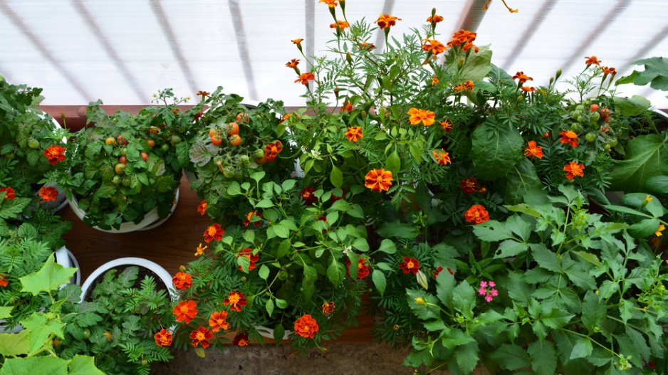 afrikán (Tagetes)