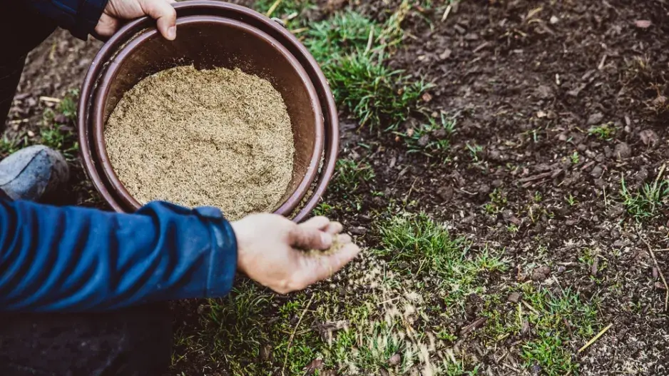 Trávník je základ každé zahrady