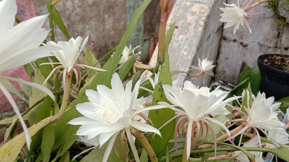 Epiphyllum