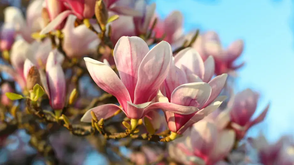 magnolie Soulangeova magnolie Soulangeova