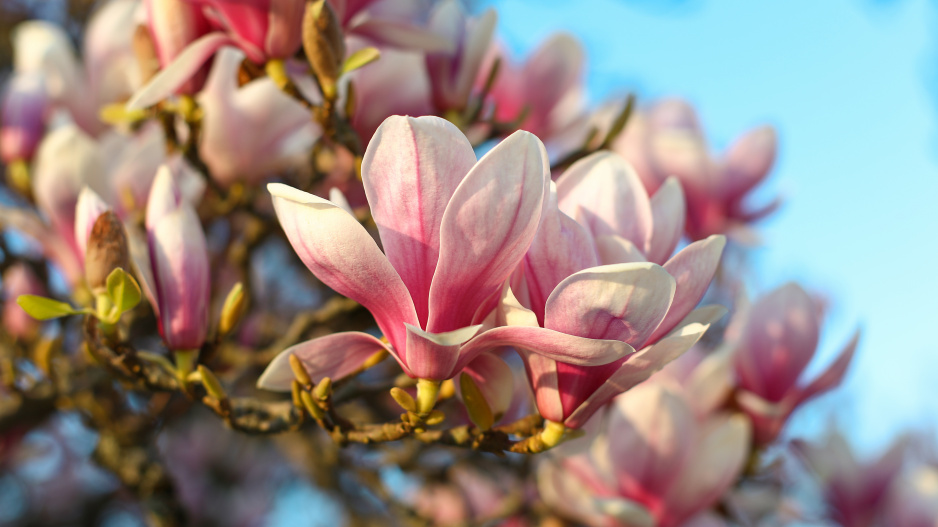 magnolie Soulangeova