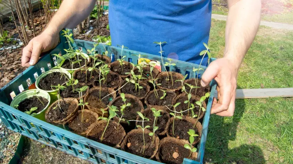 Příliš vytažené sazenice