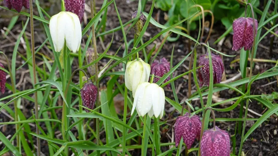 řebčík kostkovaný