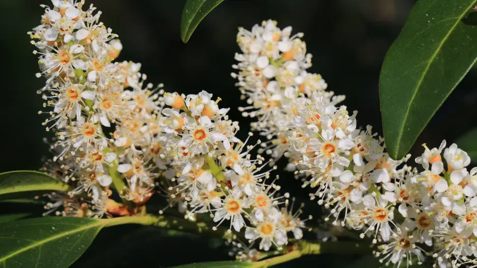 kvetoucí bobkovišeň kvetoucí bobkovišeň