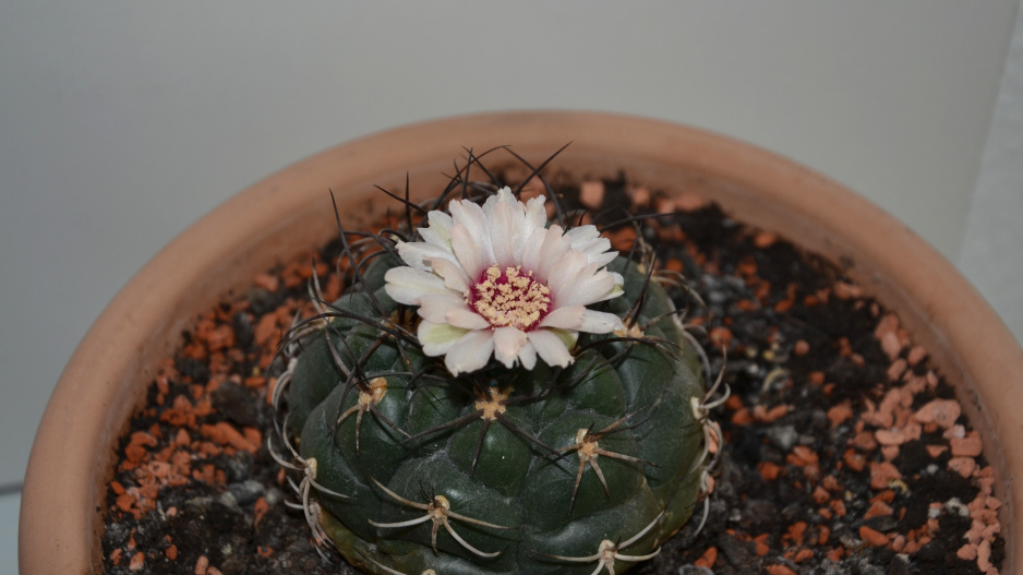 Gymnocalycium