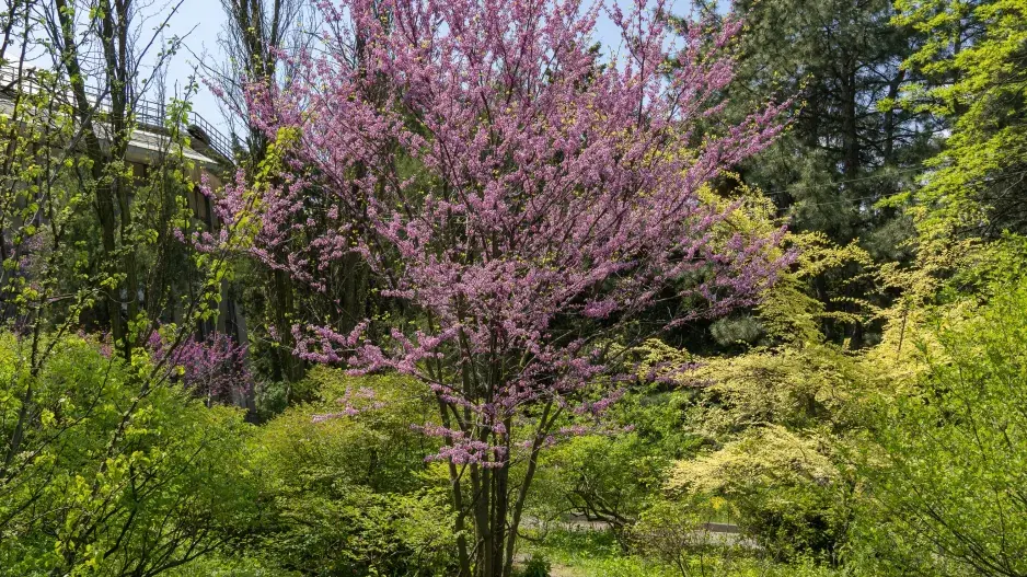 vícekmenné dřeviny  vícekmenné dřeviny