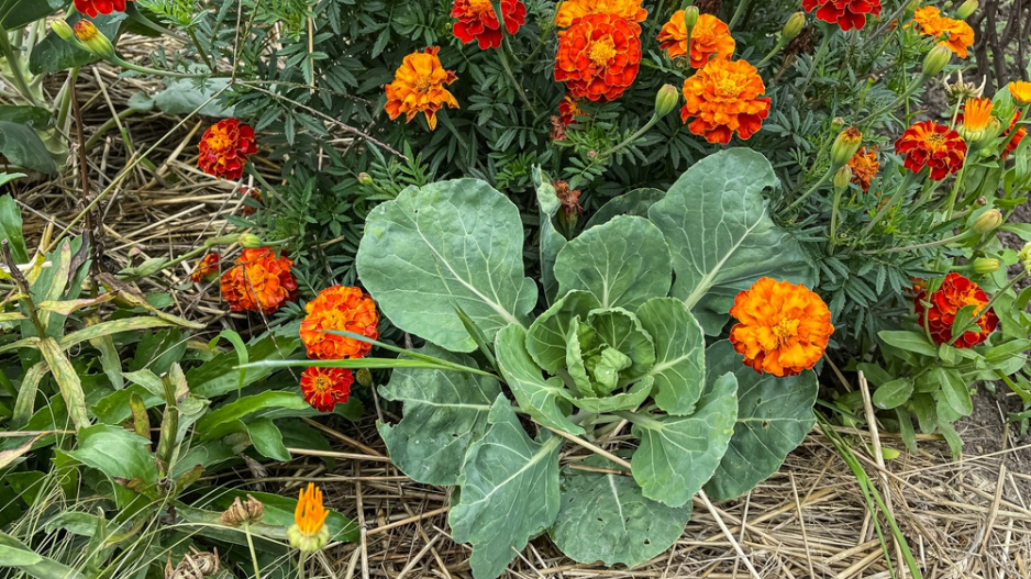 afrikán (Tagetes)