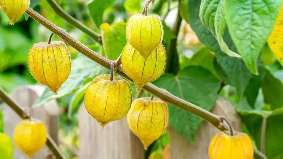 mochyně peruánská