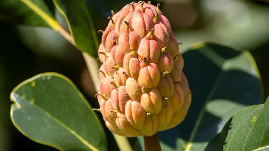 magnolie velkokvětá magnolie velkokvětá