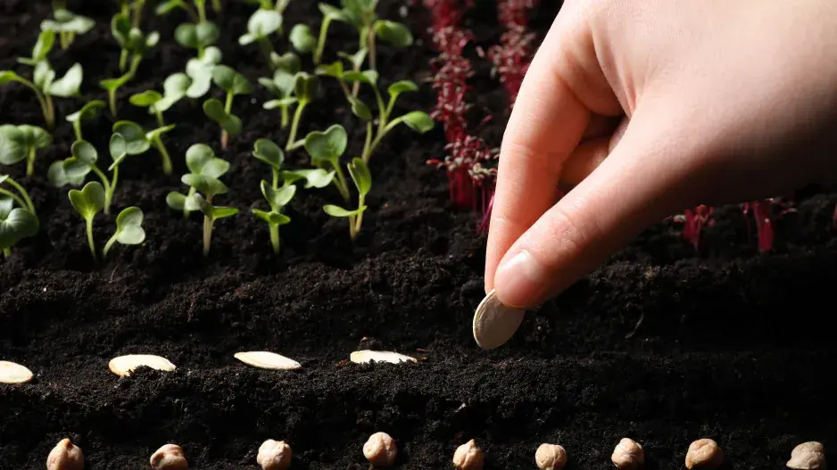 Jak vysévat semínka