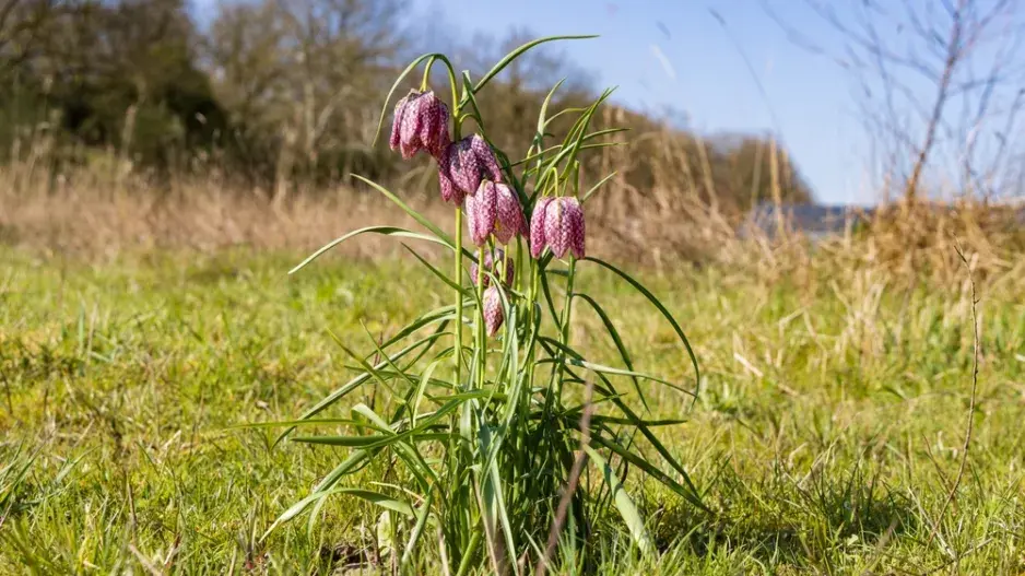 řebčík kostkovaný