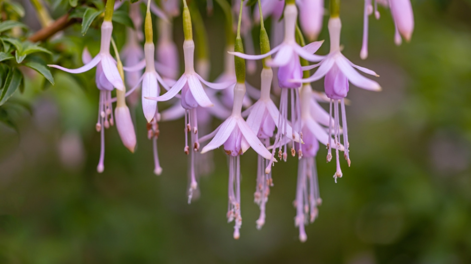 Fuchsie
