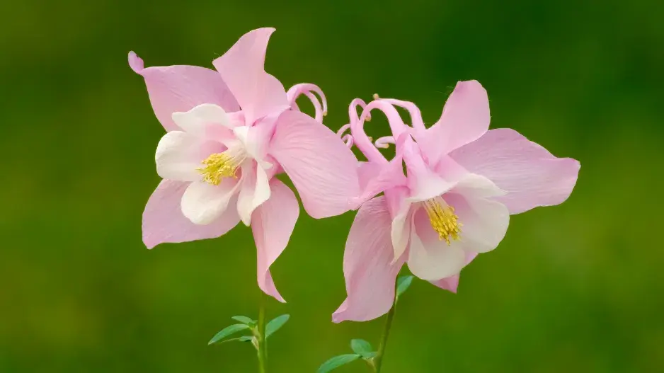 orlíček vějířovitý orlíček vějířovitý