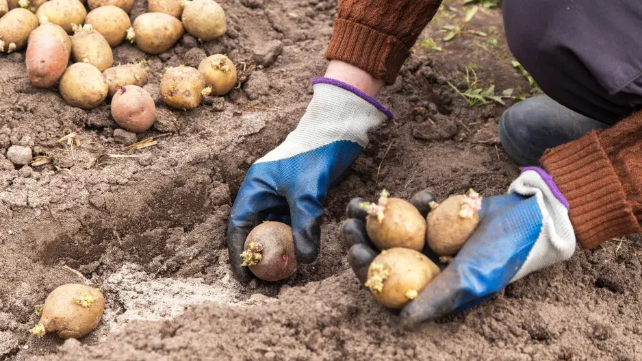Výsadba naklíčených brambor