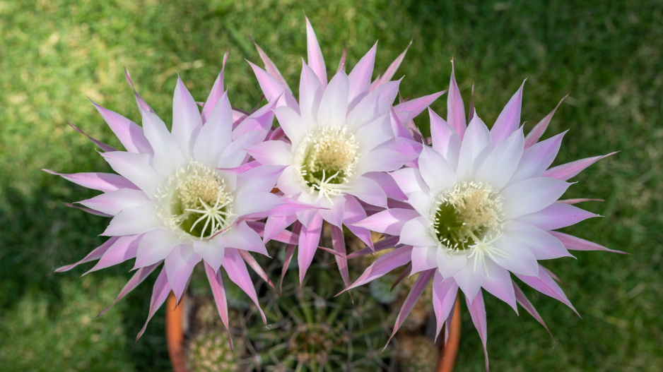 Echinopsis