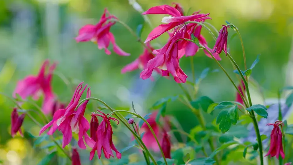 orlíček vějířovitý orlíček vějířovitý