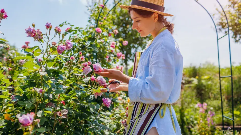 Růže jako královna květin