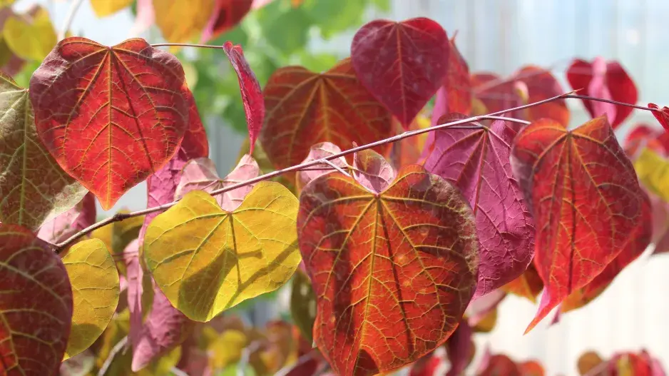 zmarlika list zmarlika list