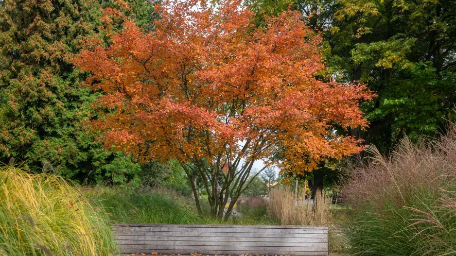 Vícekmenné dřeviny 