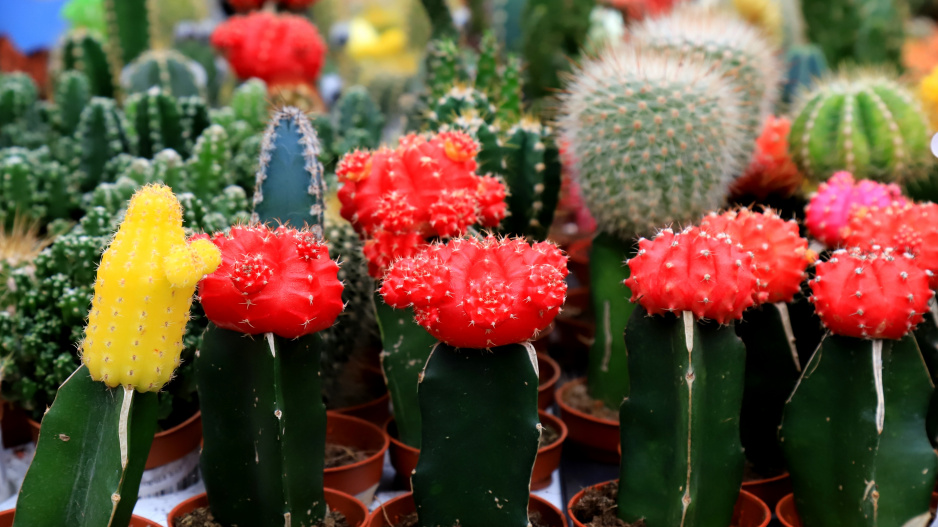 Gymnocalycium