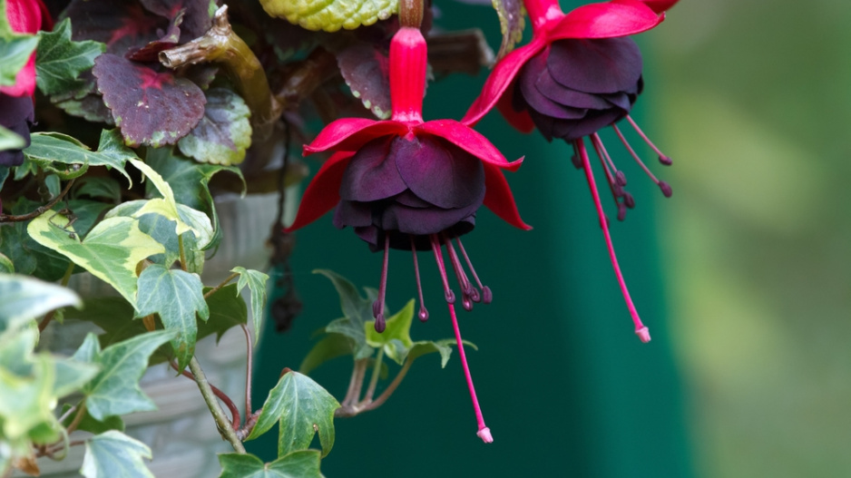 Fuchsie