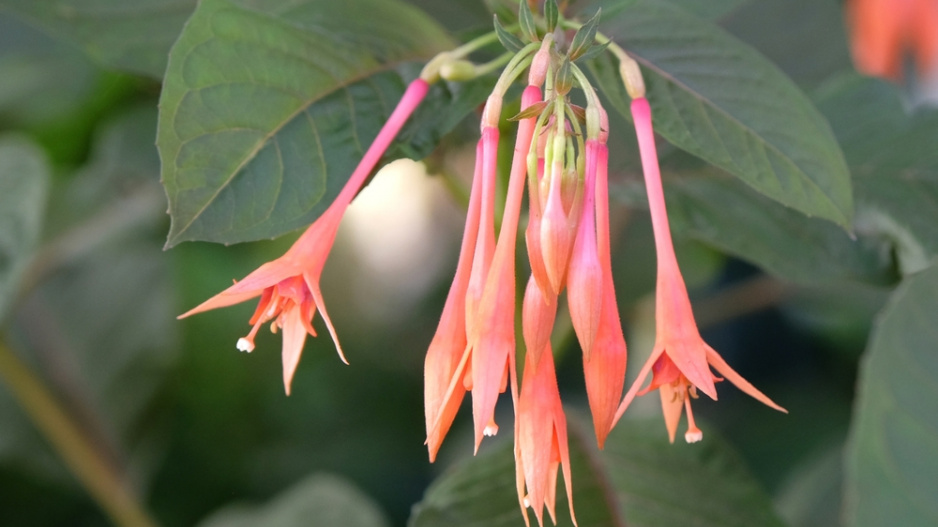 Fuchsie