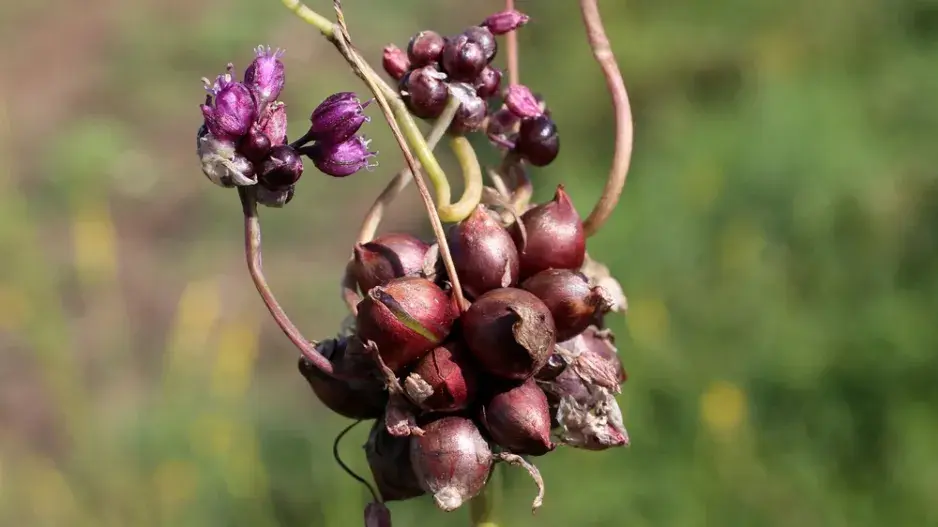 česnek ořešec česnek ořešec