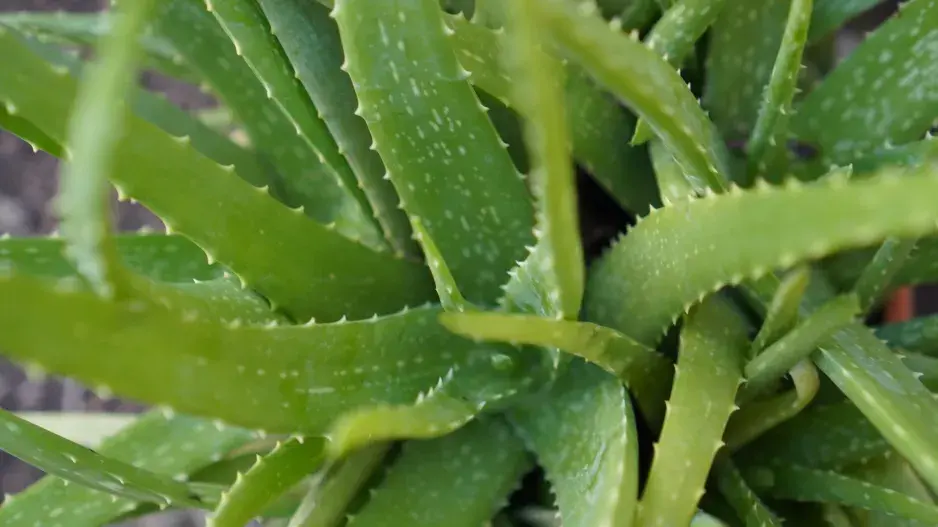 aloe vera