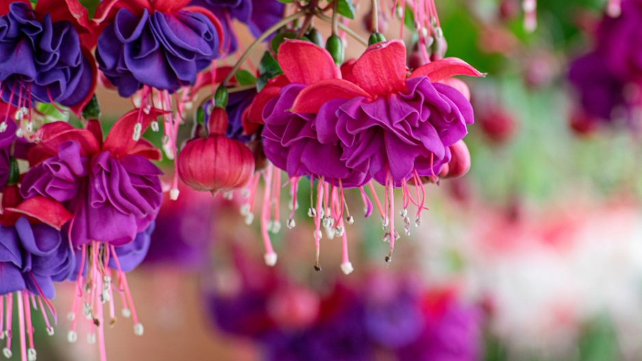 Fuchsie
