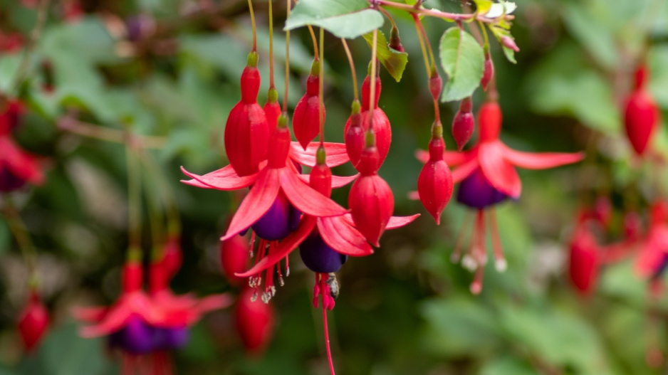 Fuchsie