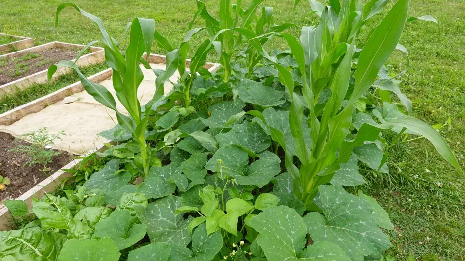 milpa neboli 3 sestry