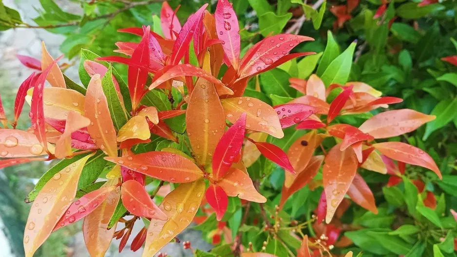 blýskavka blýskavka