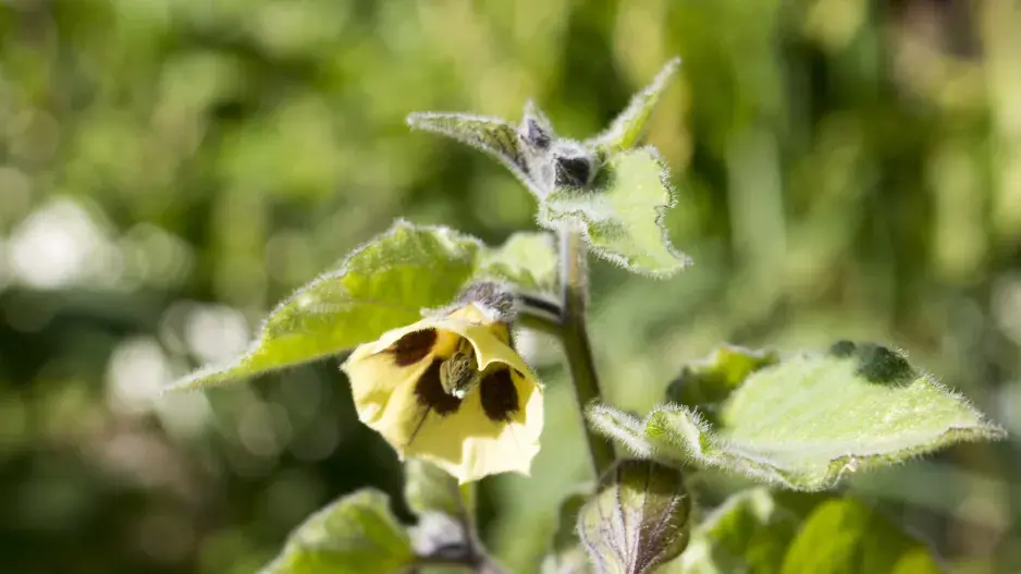 květ mochyně peruánské