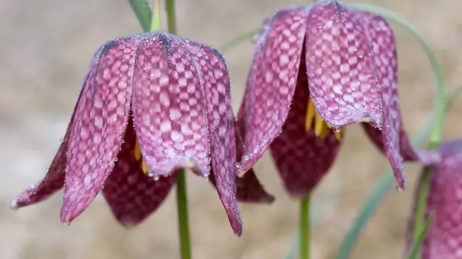 řebčík kostkovaný