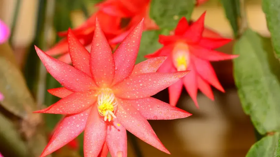 velikonoční kaktus