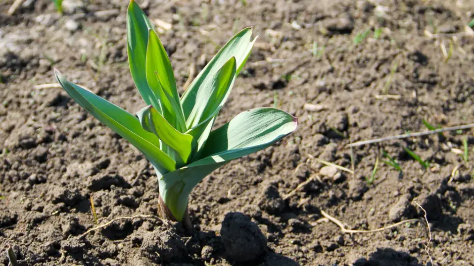 česnek ořešec česnek ořešec