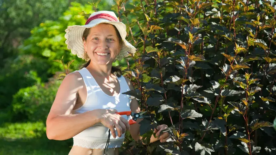 Keře okrasné svými listy