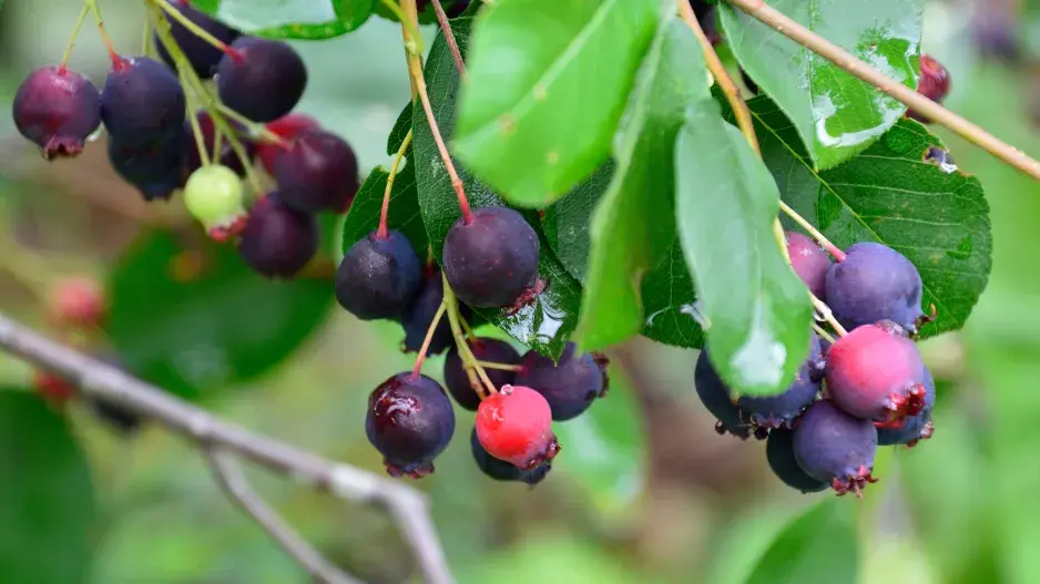 muchovník plod muchovník plod