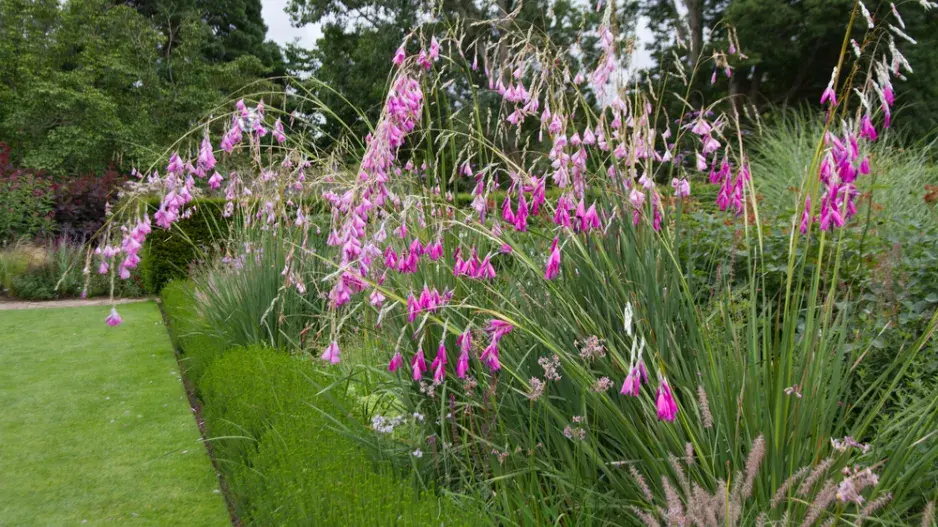 dierama