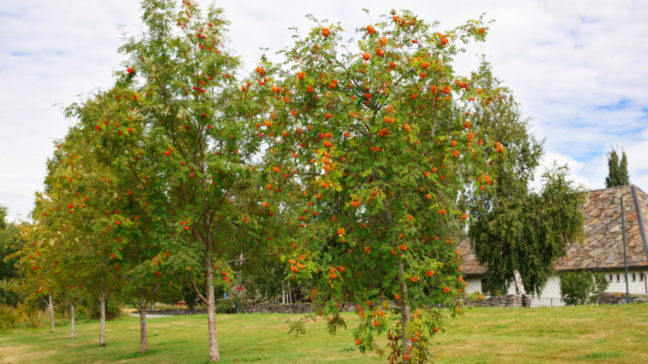 rychlý stín