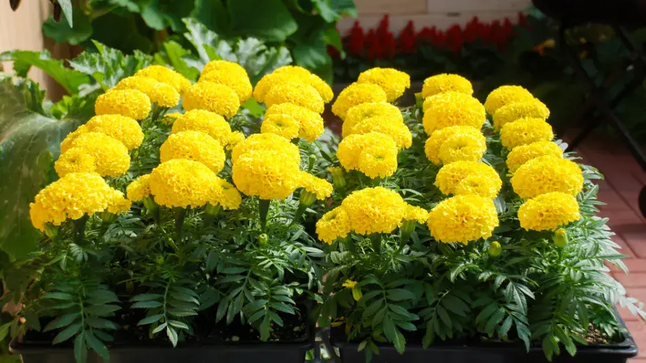 afrikán (Tagetes)