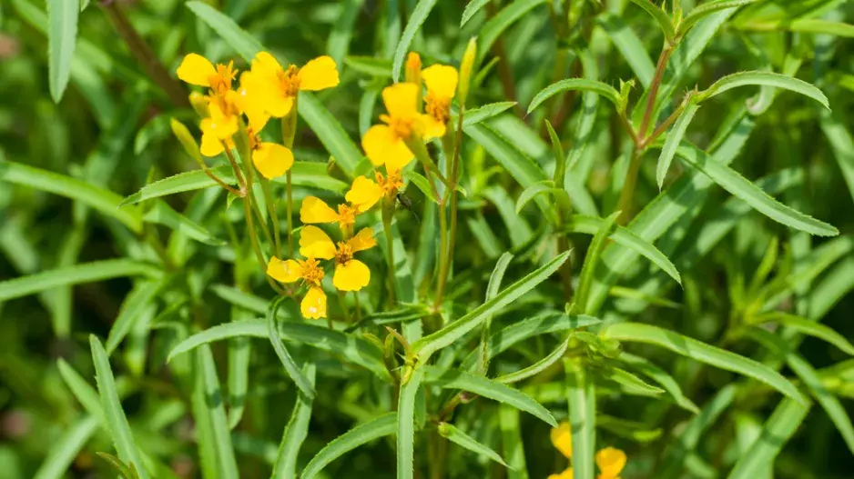 afrikán (Tagetes)