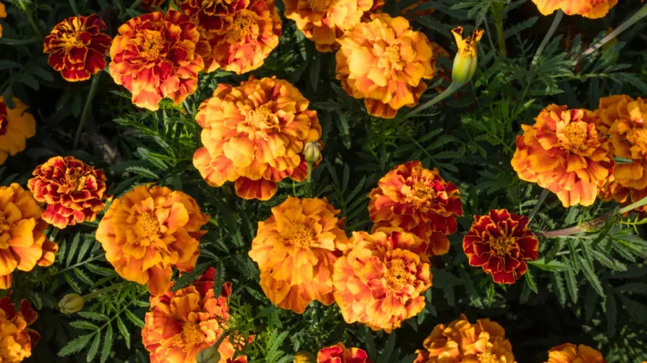 afrikán (Tagetes)