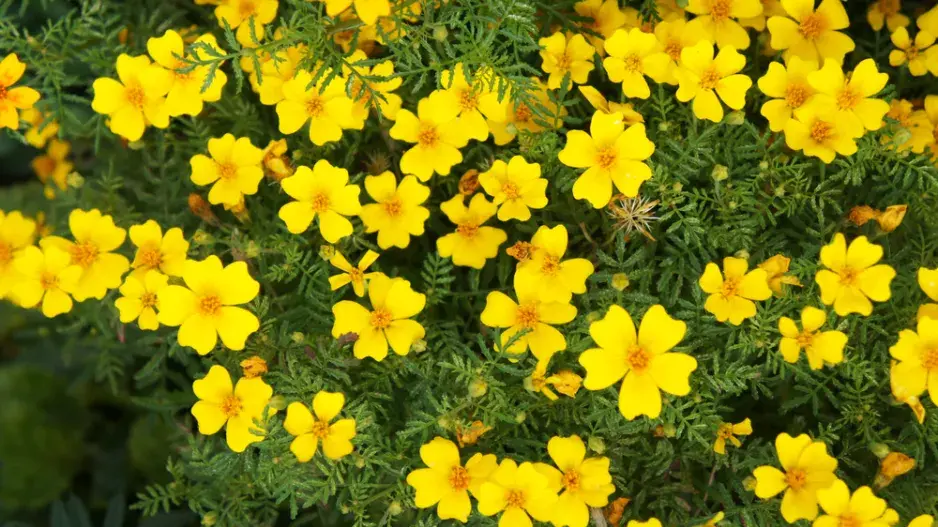 afrikán (Tagetes)