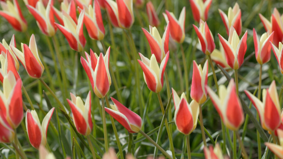 Tulipán botanický clusiana (Tulipa clusiana)