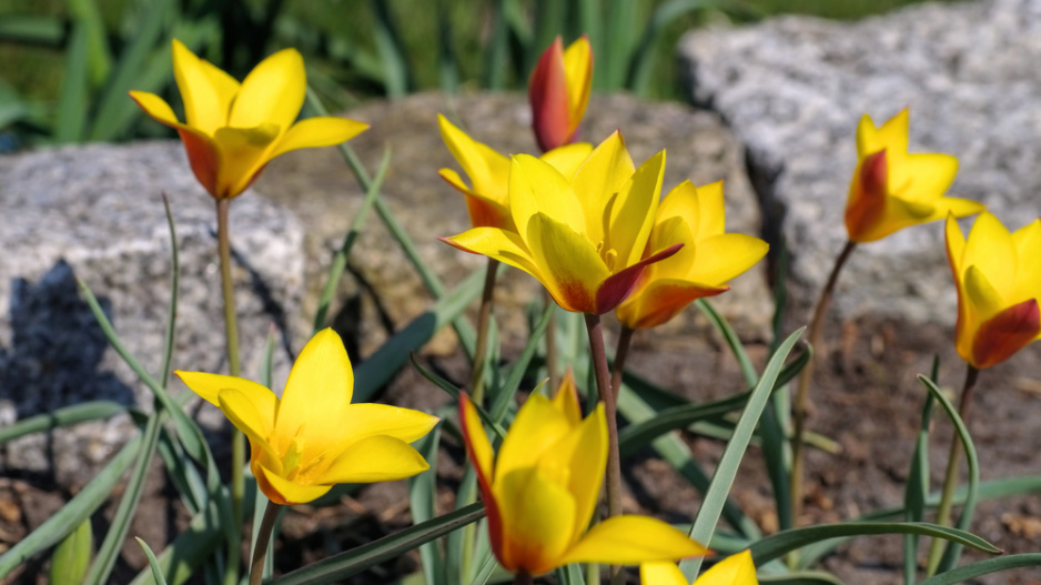 Tulipán botanický clusiana (Tulipa clusiana)